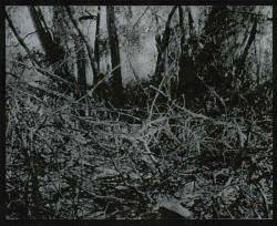 Bleak (USA-1) : Reflections on Death